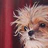 Pet Portraits
